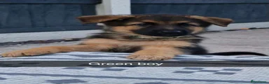 German Shepherd 1