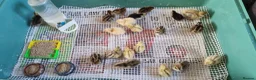 Quail poultry for sale: Coturnix quail chics - Advert 9