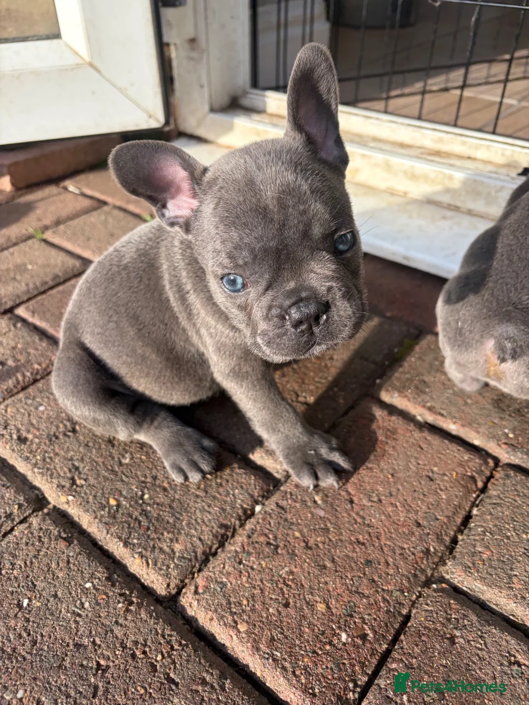French Bulldog dogs for sale: French bulldog puppies for sale.  in Sevenoaks - Advert 24