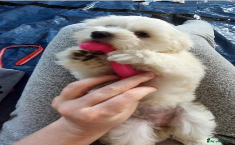 Maltese dogs - Advert 3