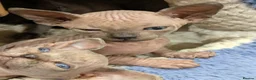 Sphynx cats for sale: Looking for for ever home ready for  **   in Merthyr Tydfil - Advert 16
