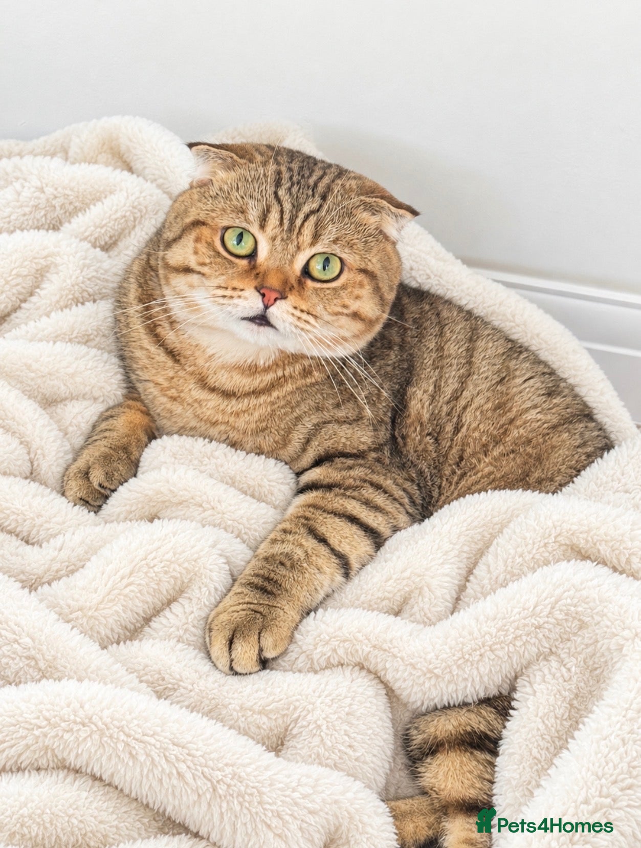 Scottish Fold cats Scottish Fold For Stud   - Advert 1