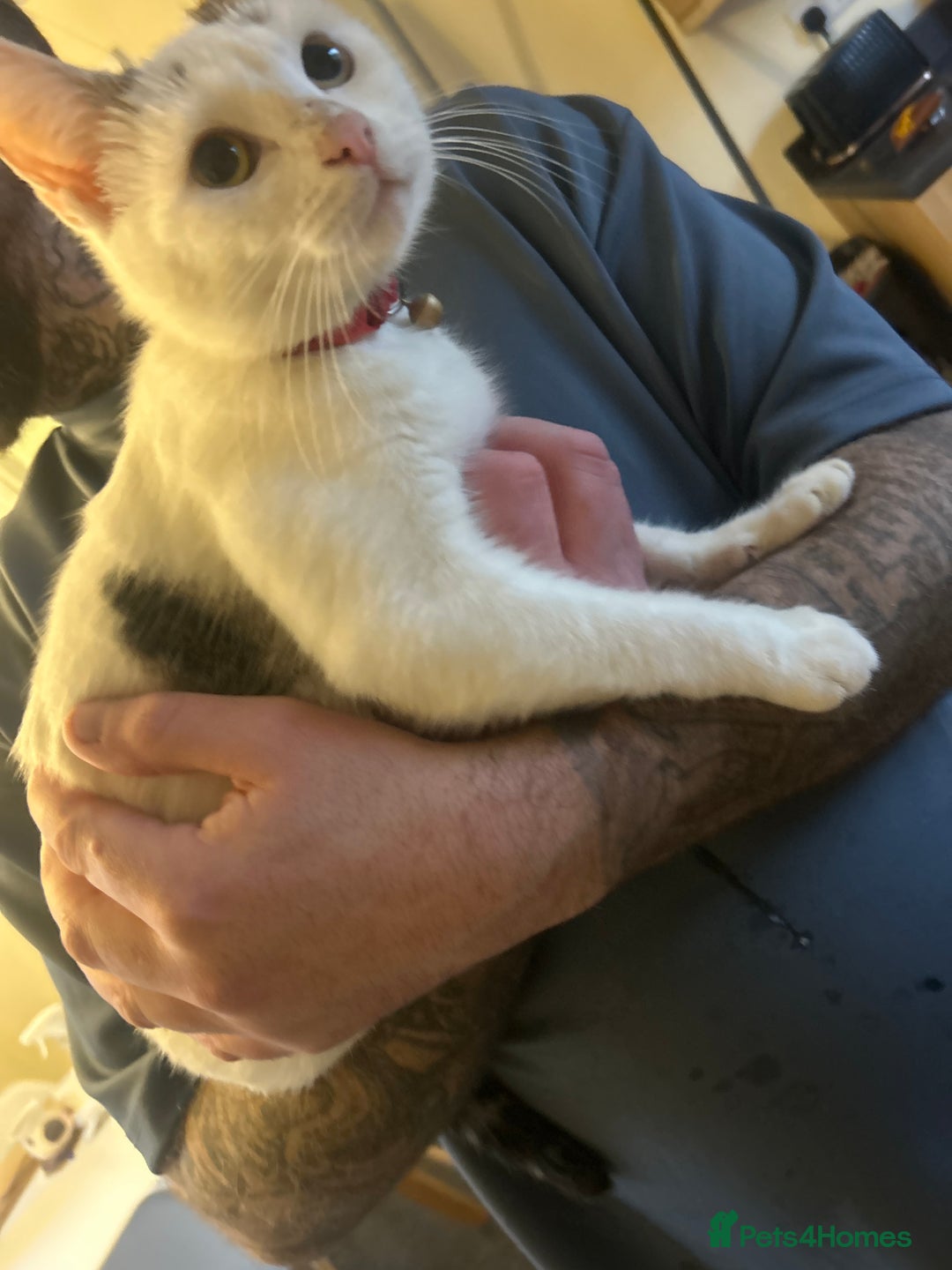 Mixed Breed cats for sale: Kittens  - Advert 7