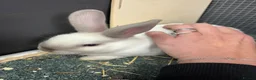 Rex rabbits for sale: Rex x Netherland dwarf  - Advert 4