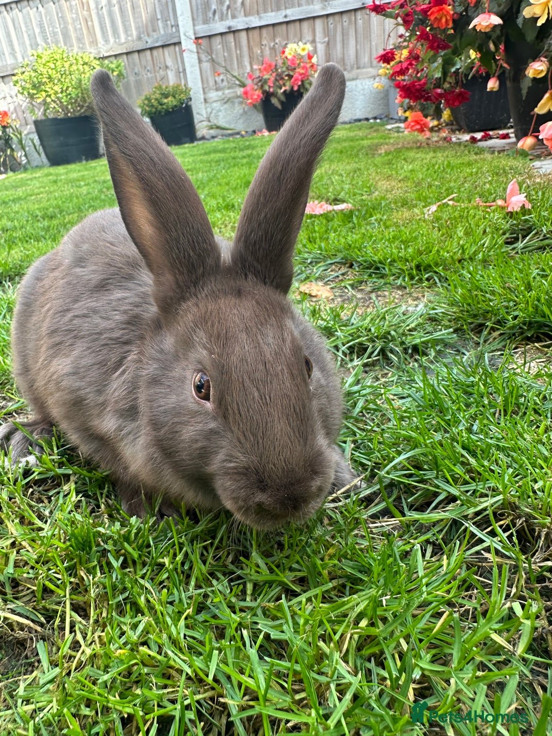 Continental Giant rabbits for sale: Continental Giant Male Rabbits For Sale  - Image 2