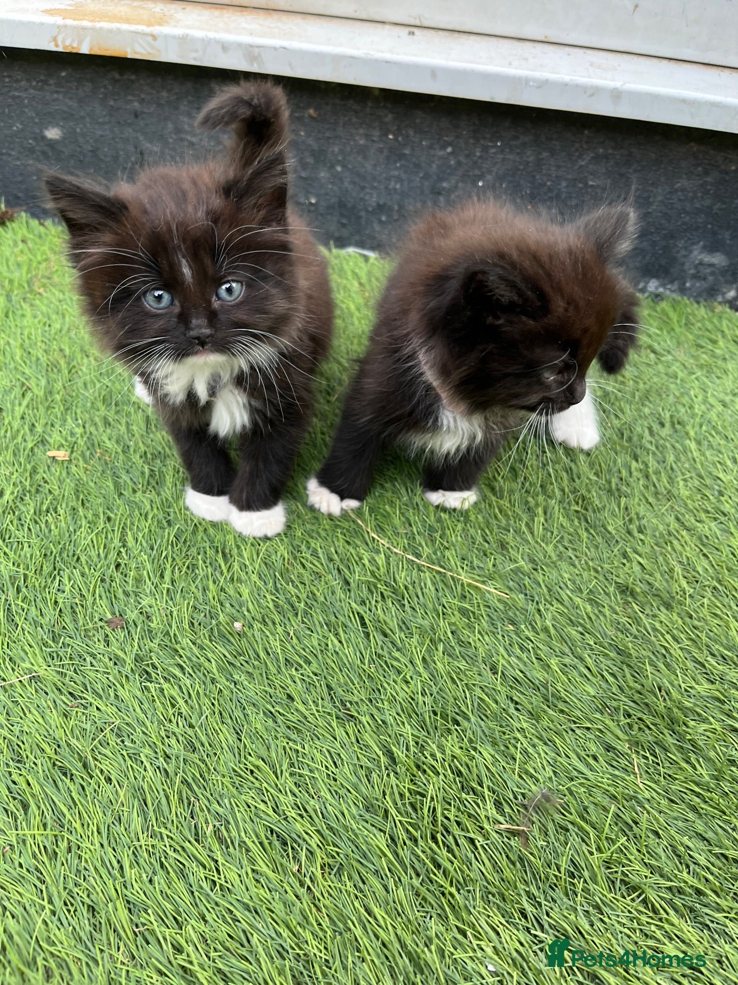 Mixed Breed cats 5 beautiful long haired kittens  - Advert 1