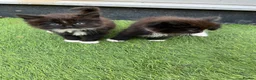 Mixed Breed cats for sale: 5 beautiful long haired kittens  - Advert 1