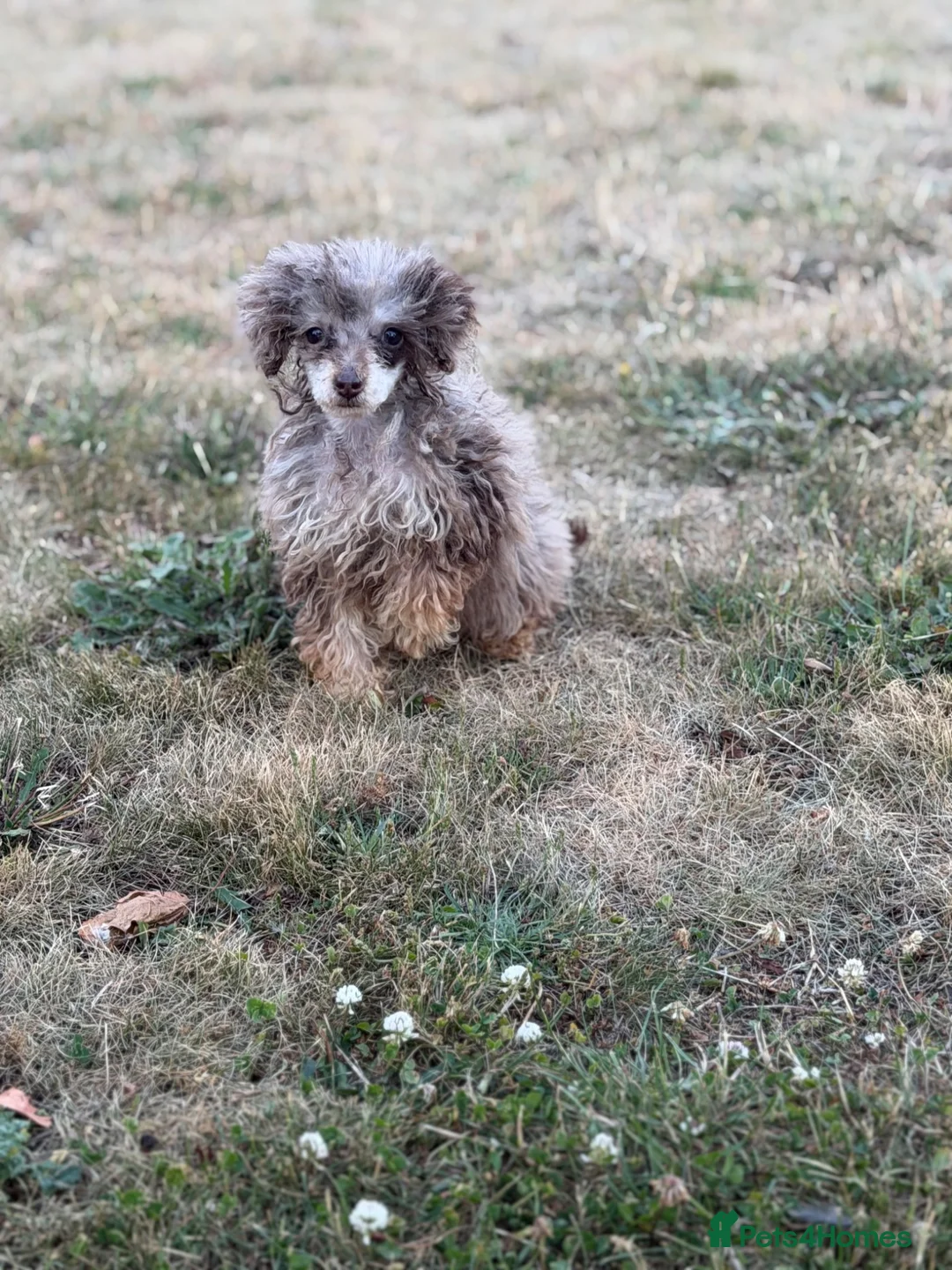 Toy Poodle dogs for sale: Beautiful toy poodle puppies  - Advert 2