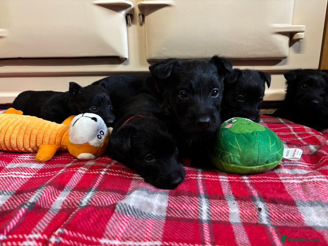 Scottish Terrier dogs for sale: KC Registered Black Scottish terrier  - Advert 3