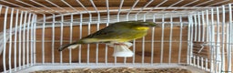 Canaries birds for sale: Lot of stunning canary’s  - Advert 9