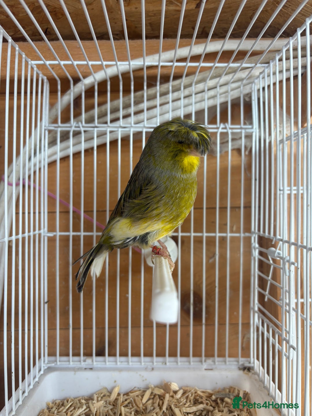 Canaries birds for sale: Lot of stunning canary’s  - Advert 9