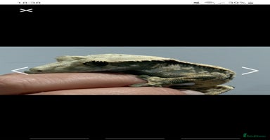 Gecko reptiles Male and female crested gecko  - Advert 12