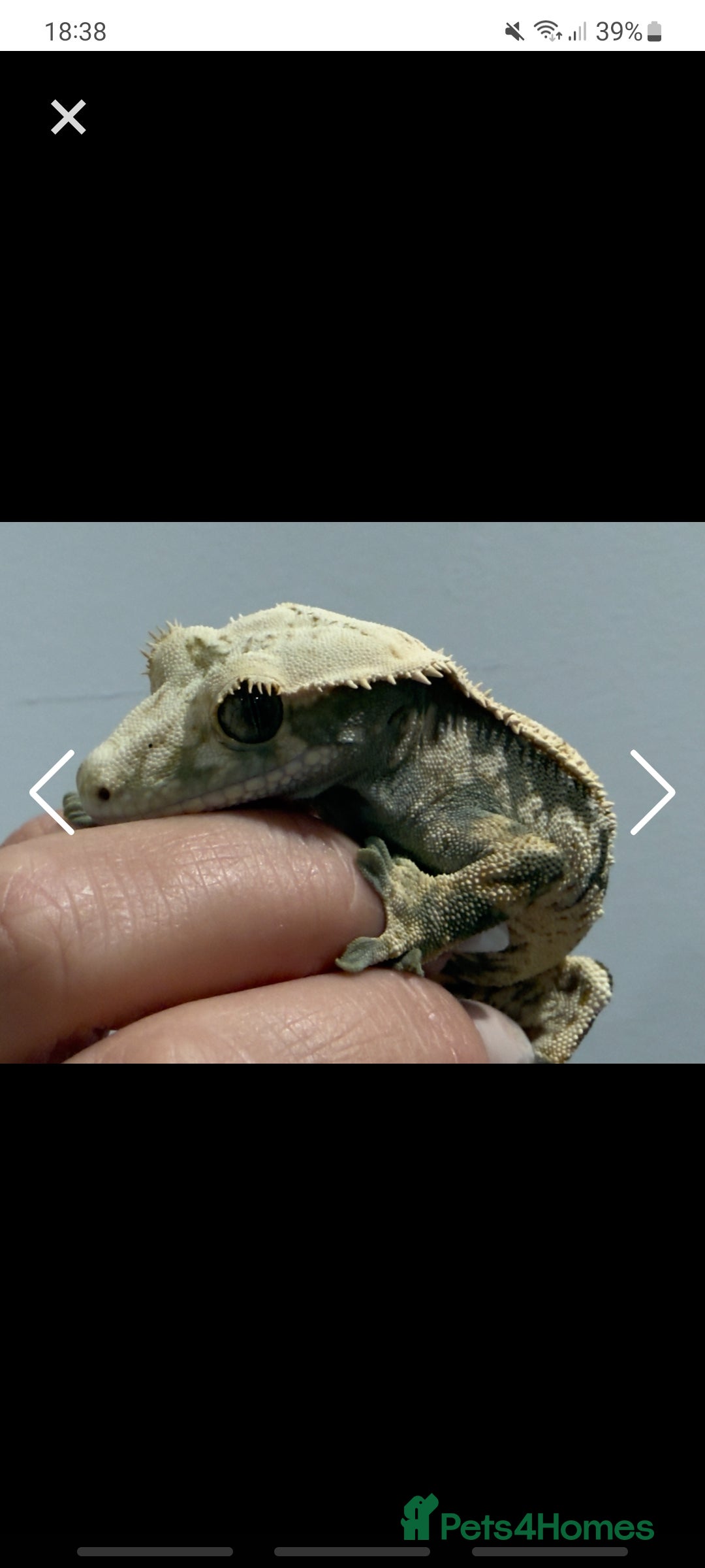 Gecko reptiles for sale: Male and female crested gecko  - Advert 2