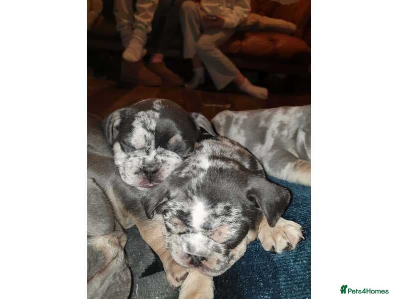 French Bulldog dogs 💥👀 NEW SHADE ISABELLA, MERLE TRI LILAC   - Advert 18