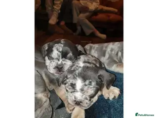 French Bulldog dogs 💥👀 NEW SHADE ISABELLA, MERLE TRI LILAC - Advert 18