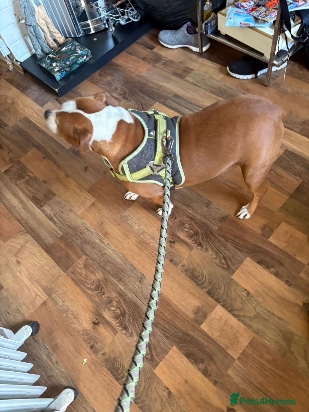 Staffordshire Bull Terrier dogs for sale: Jasmine in Ripley - Advert 2