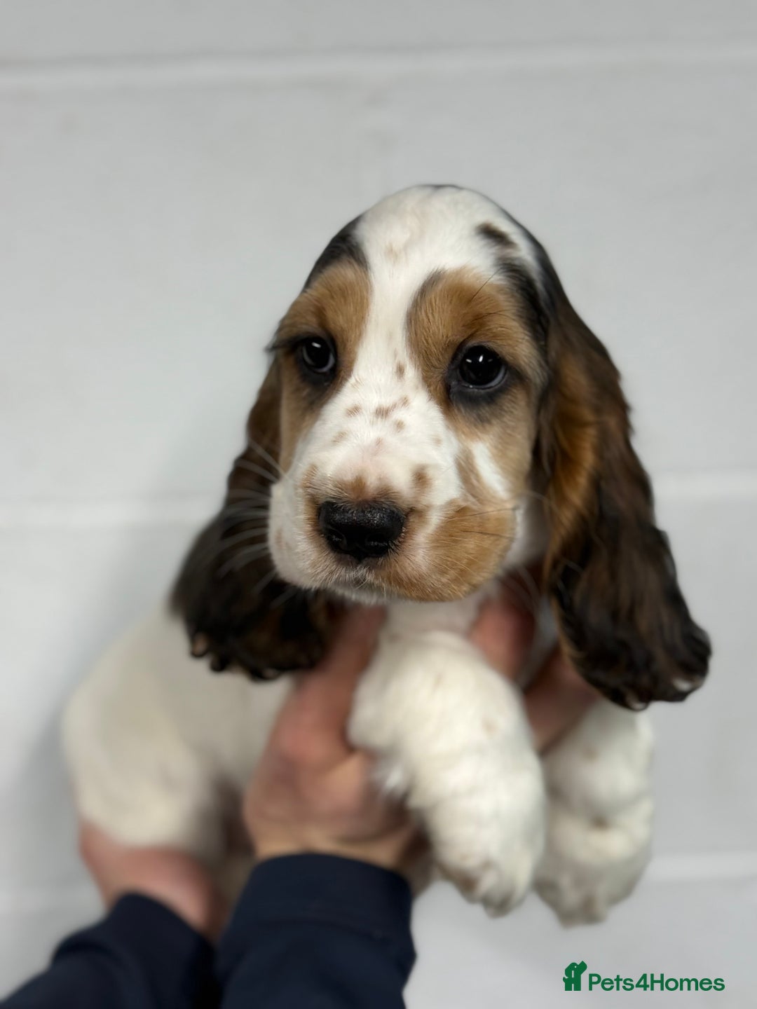 Cocker Spaniel dogs for sale: True to type Show Cocker Spaniels - KC reg parents - Advert 33