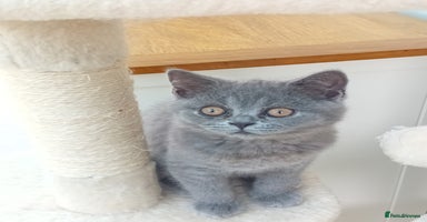 British Shorthair cats - Advert 3
