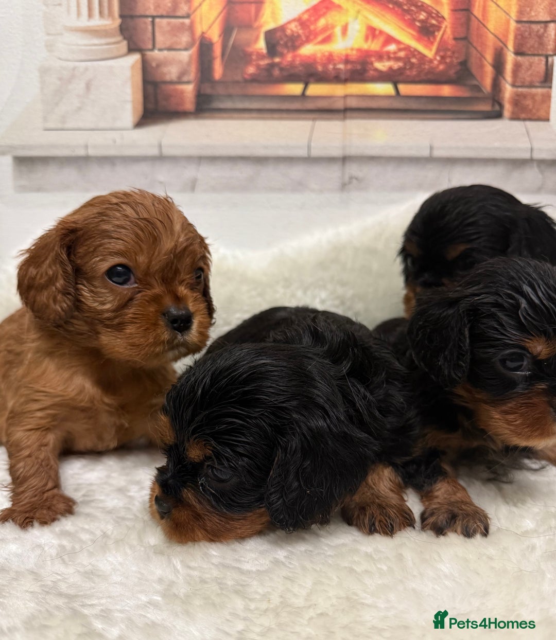 Cavalier King Charles Spaniel dogs for sale: KC King Charles Cavalier Puppies for sale  - Advert 9