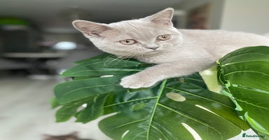 British Shorthair cats - Advert 5