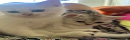 Scottish Fold cats for sale: BEAUTIFUL GIRLS LOOKING FOR FOREVER HOMES - Advert 11