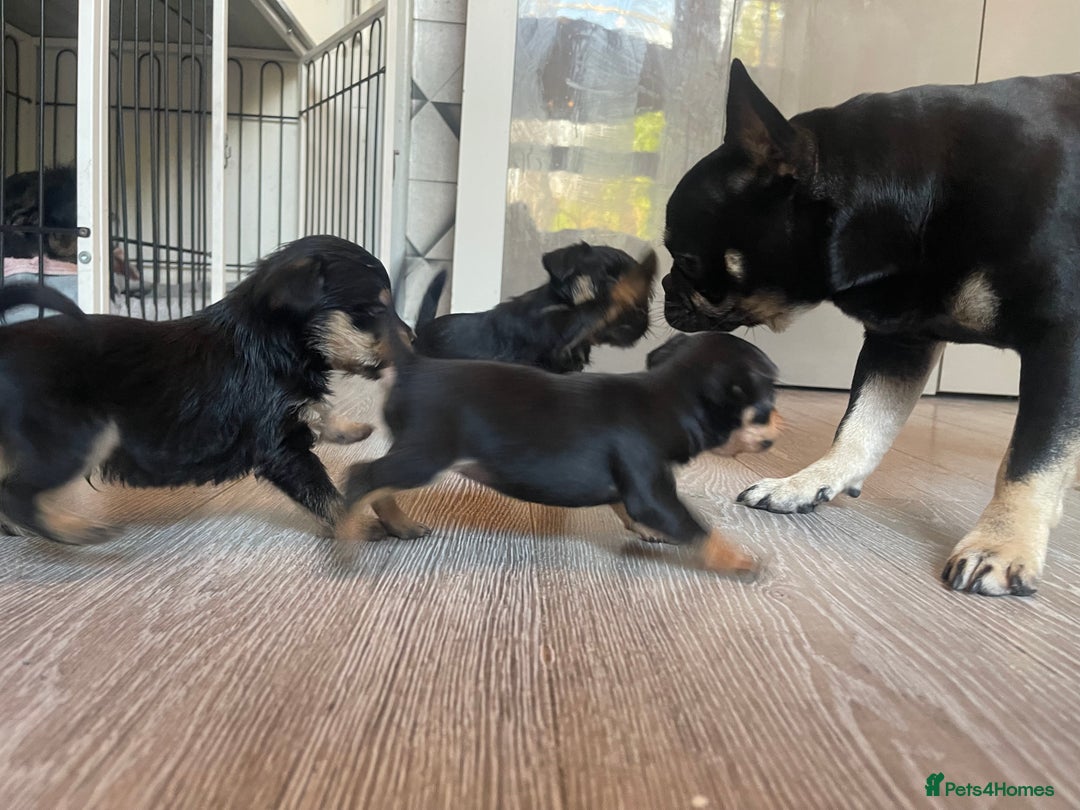Mixed Breed dogs for sale: Jackapoo/French bulldog  - Advert 12