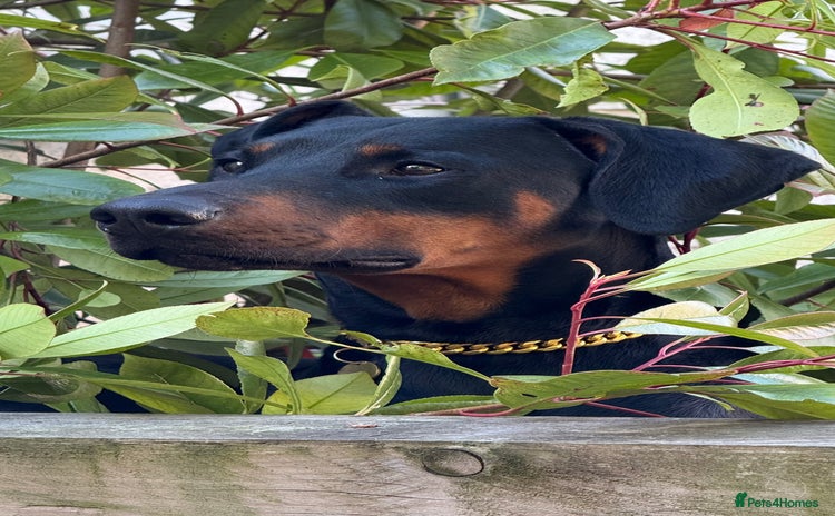 Dobermann dogs - Advert 2