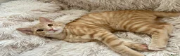 Domestic Shorthair cats for sale: Adorable Scottish mix Kittens 🐾 - Advert 6