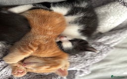European cats for sale: Ginger boy looking for forever home  - Image 2