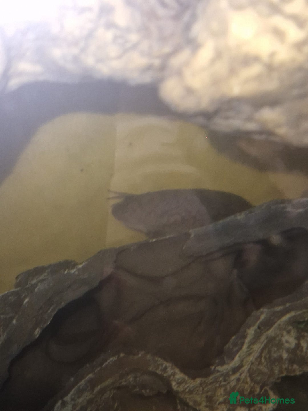 Frog reptiles for sale: African claw frogs - Image 2