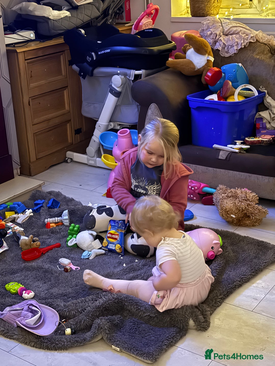 Labrador Retriever dogs for sale: Labrador puppies ready to go now Last pup left  - Advert 7