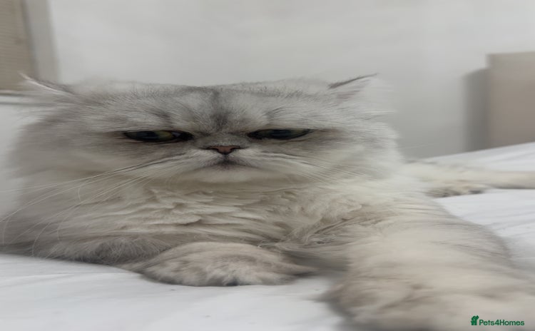 Persian cats - Advert 1