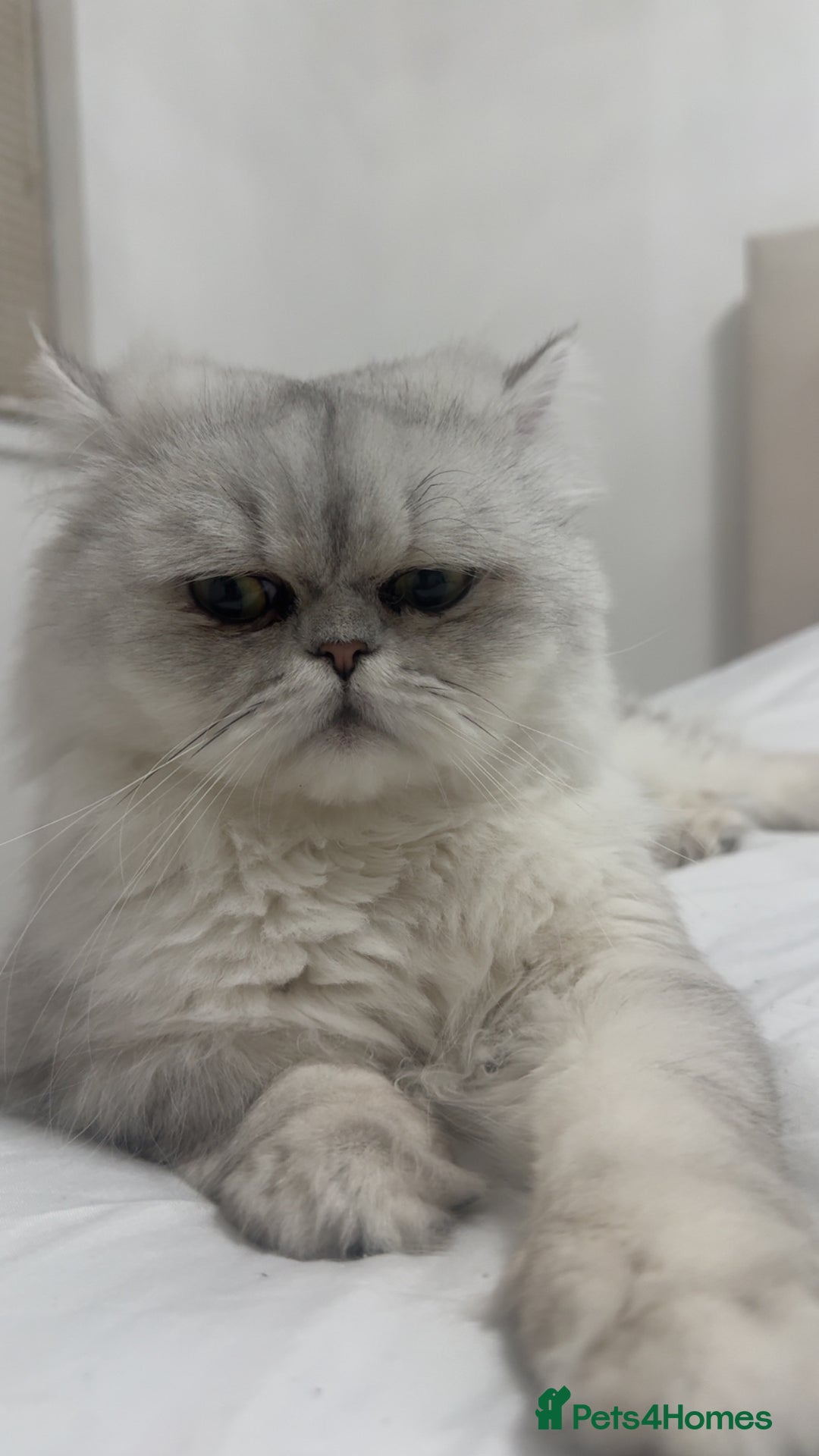 Persian cats for sale: Beautiful White Persian Cat - Image 1
