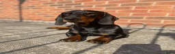 Dachshund dogs for sale: Puppies Due Soon - Advert 14