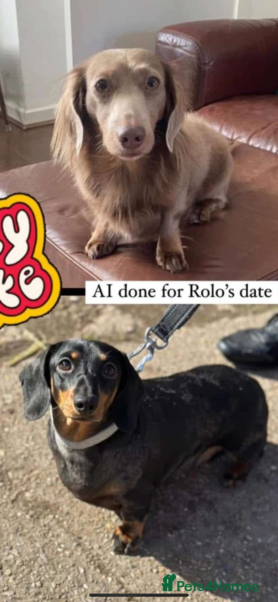 Dachshund dogs for sale: Dachshund 4 month old  - Image 4