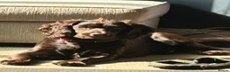 Cocker Spaniel dogs for sale: Last Working cocker Available RKC - Ready Now  - Advert 17