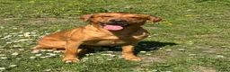 Labrador Retriever dogs for stud: KC Labrador for Stud 16 Champions in Lineage - Advert 8
