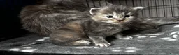 Maine Coon cats for sale: Majestic Maine Coon Kittens  - Advert 14