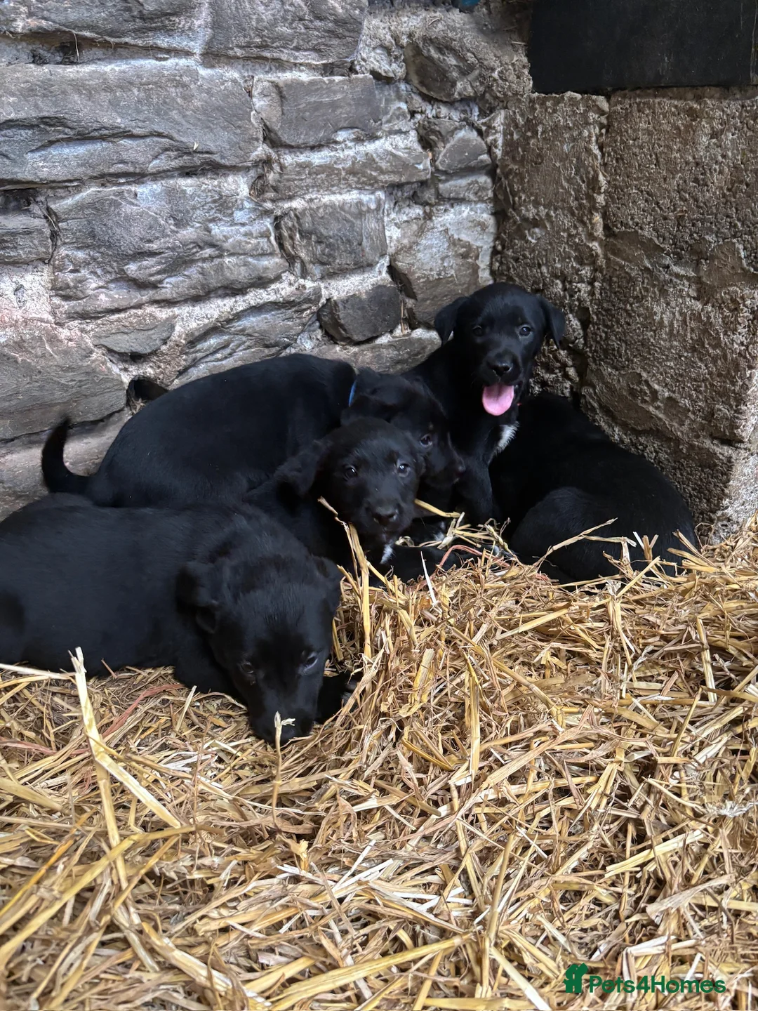 Borador dogs for sale: Superb Collie x Labrador Puppies - Advert 2