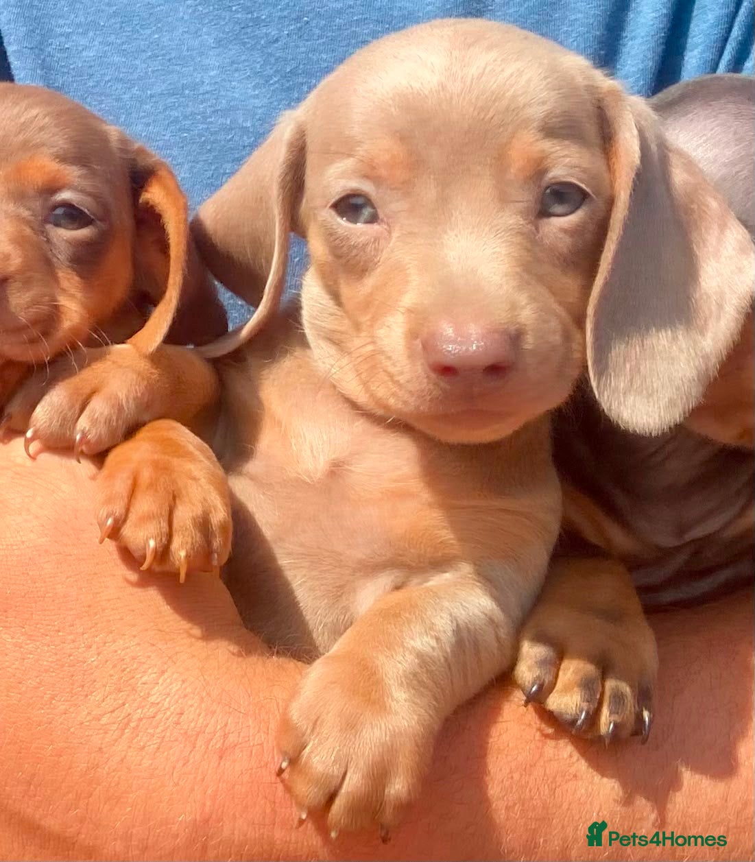 Miniature Dachshund dogs PRA Clear miniature dachshund puppies  - Advert 2