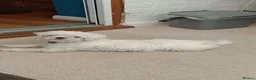 Maltese dogs for sale: EXQUISITE 5STAR TOY MINIATURE KOREAN MALTESE PUPPY - Advert 1
