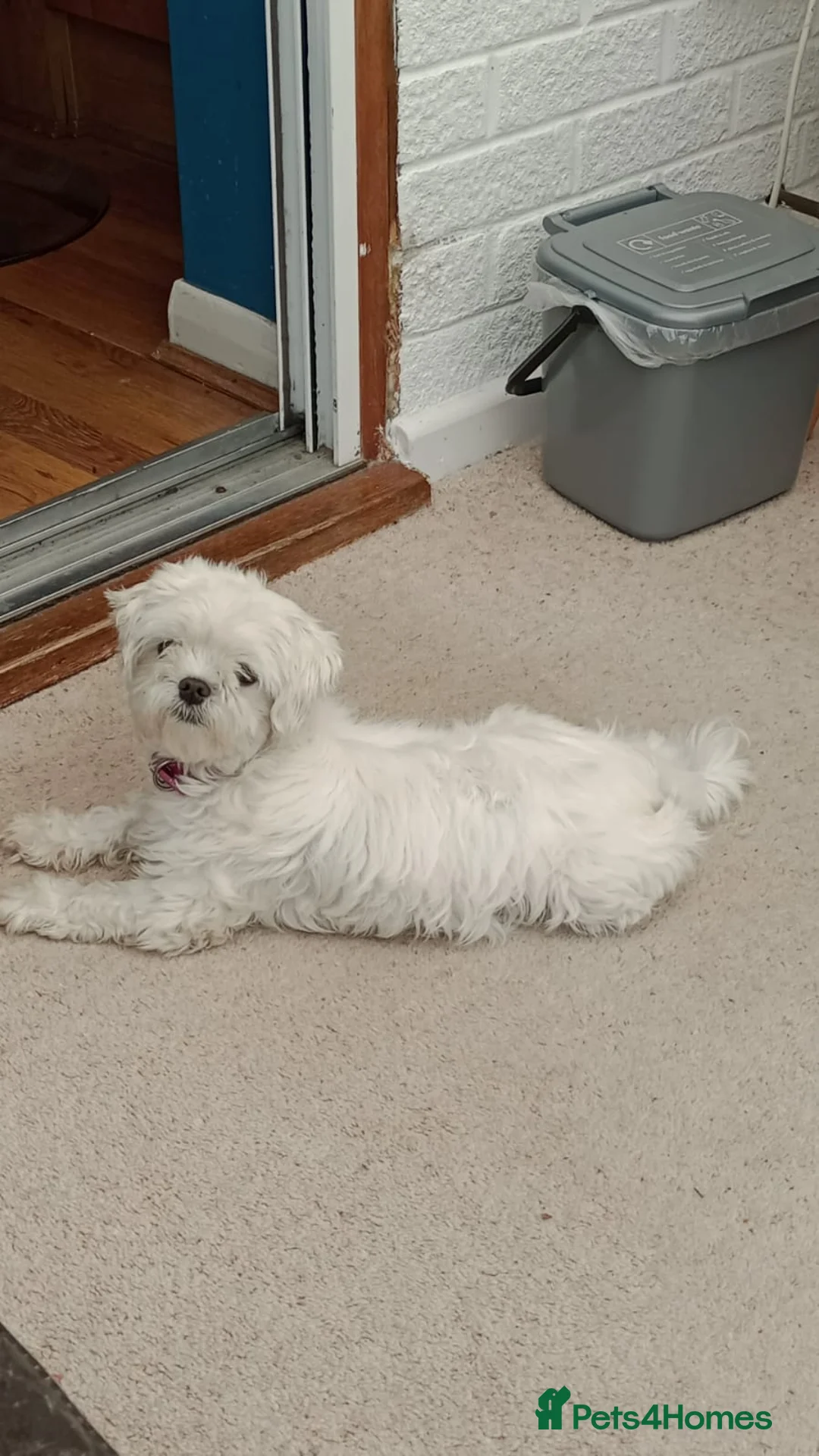 Maltese dogs for sale: EXQUISITE 5STAR TOY MINIATURE KOREAN MALTESE PUPPY - Advert 1