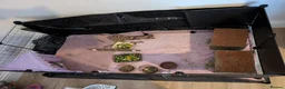 Guinea Pig rodents for sale: 2 male Guinea Pigs for sale in Cramlington - Advert 5