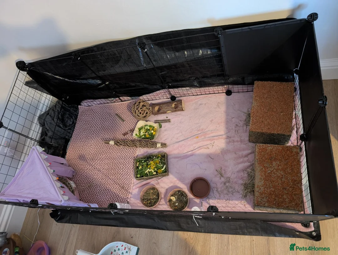Guinea Pig rodents for sale: 2 male Guinea Pigs for sale in Cramlington - Advert 5