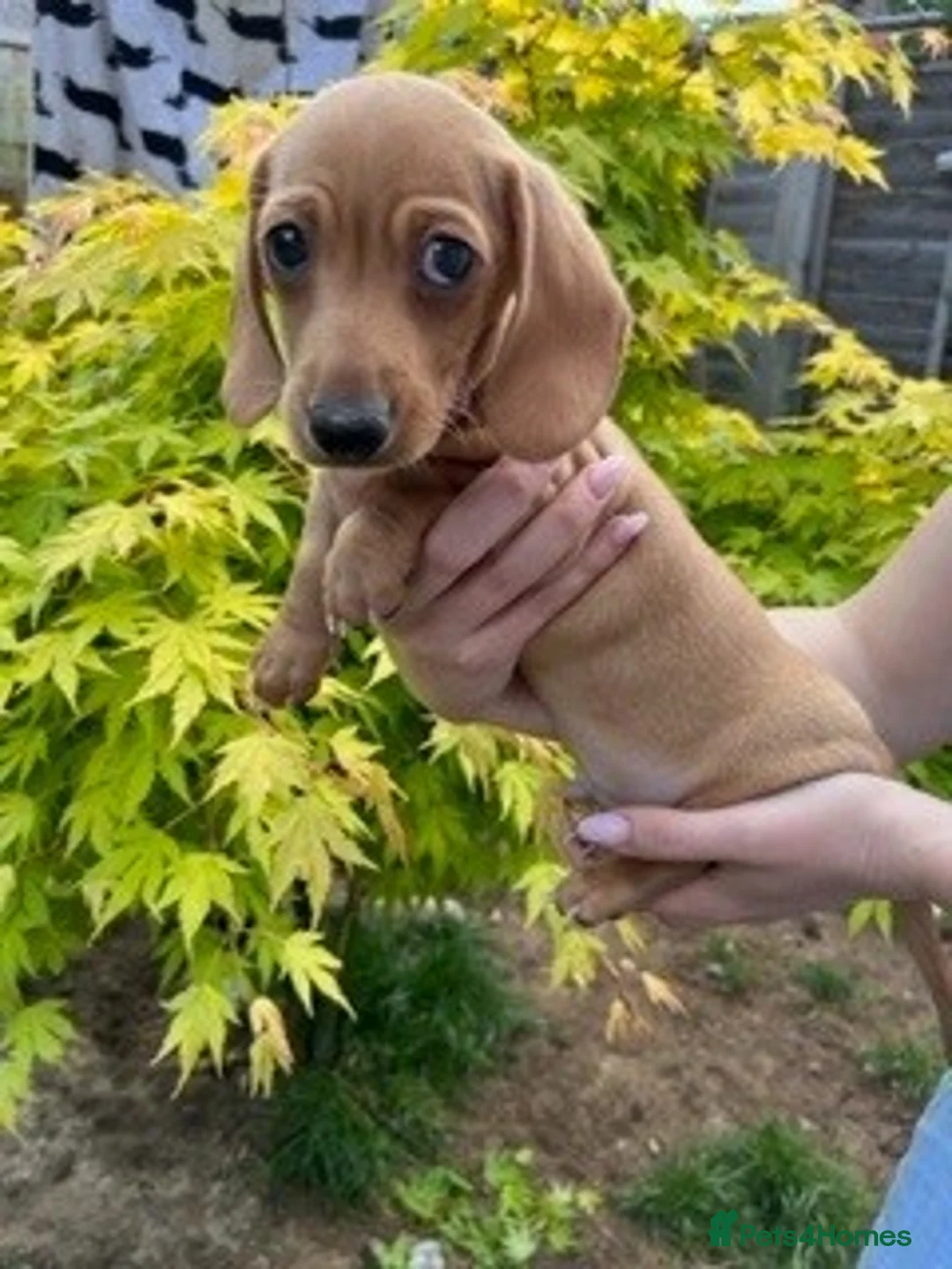 Miniature Dachshund dogs for sale: ⭐️⭐⭐️⭐️⭐️ Last 1 Male Miniature Dachshund Left - Advert 1
