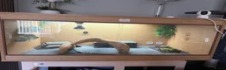 Bearded Dragon reptiles for sale: Bearded dragon for sale - Advert 4