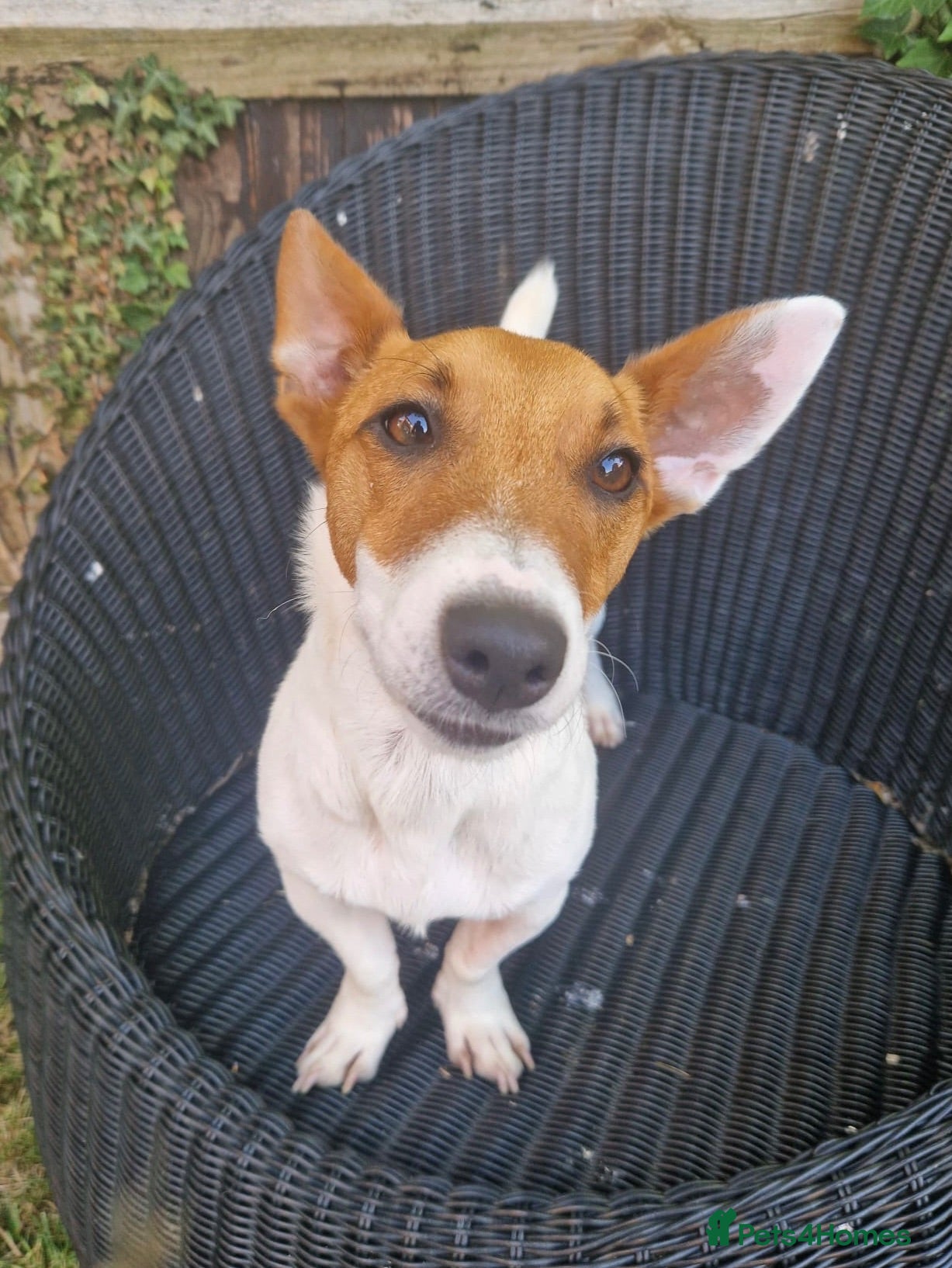 Mixed Breed dogs 🐾 Meet Jake – A Happy, Bouncy Young Terrier! 🐾 - Advert 1