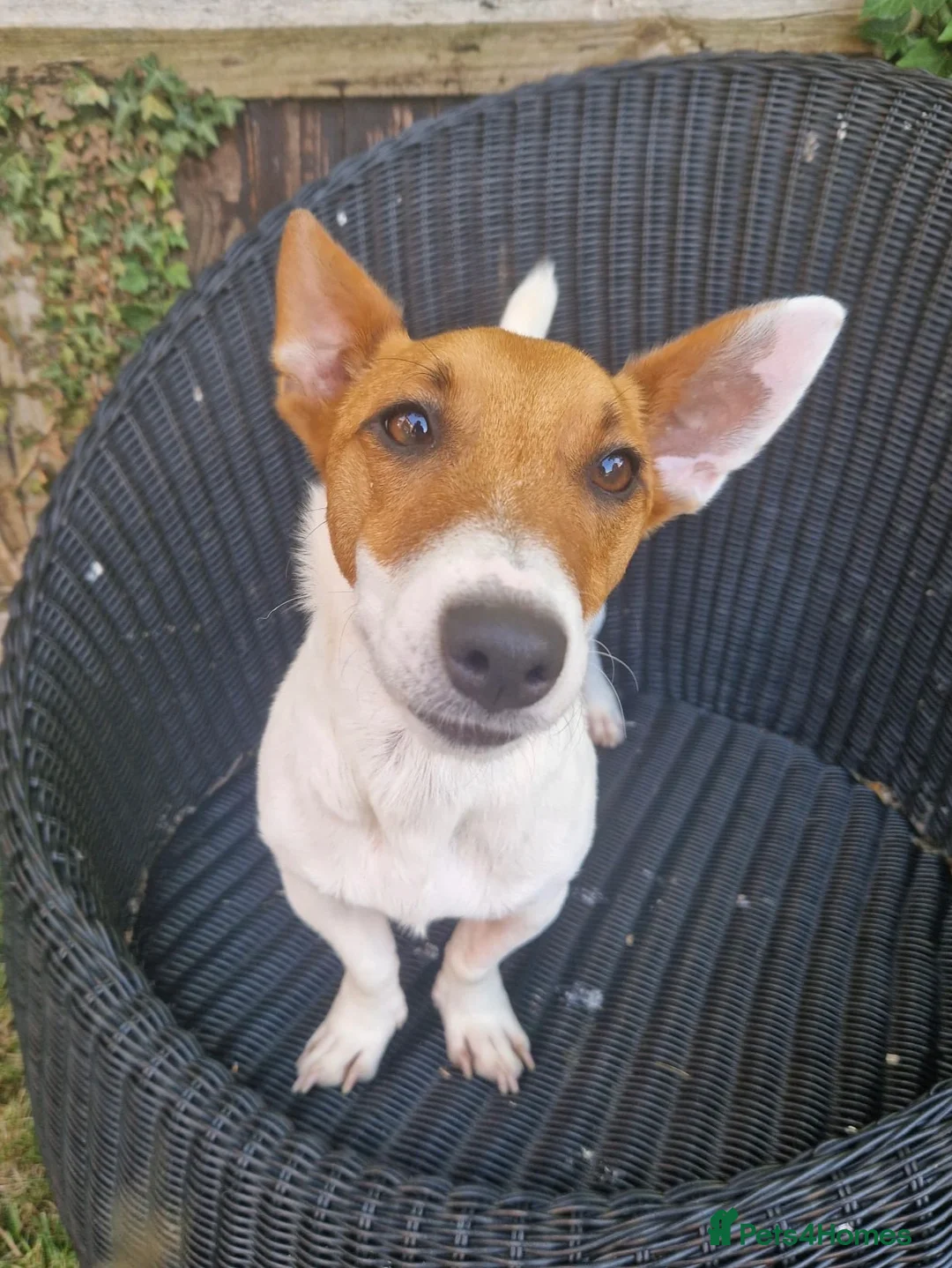 Mixed Breed dogs for adoption: 🐾 Meet Jake – A Happy, Bouncy Young Terrier! 🐾 in Northallerton - Advert 1