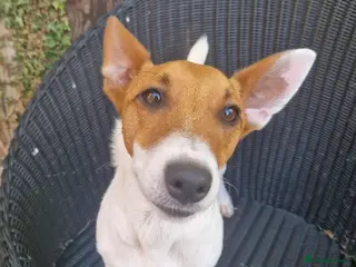 Mixed Breed dogs 🐾 Meet Jake – A Happy, Bouncy Young Terrier! 🐾 - Advert 1