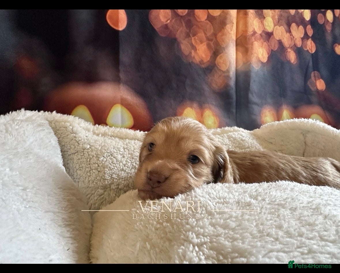 Miniature Dachshund dogs for sale: Beautiful cream mini longs, IVDD Screened parents  - Advert 2